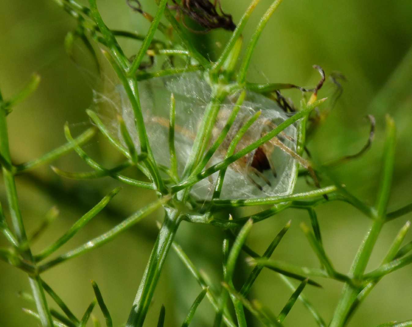 Piccoli Cheiracanthium: Ch. erraticum? - S. Teresa G. (OTR)